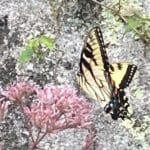 The Impact of Nature on Mental Wellbeing